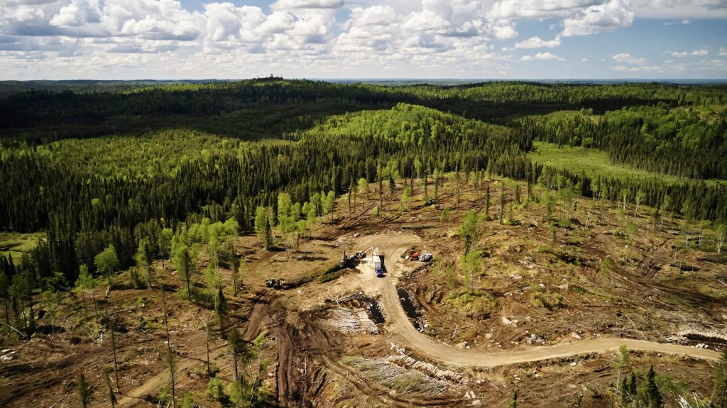 We are flushing our forests down the drain: A Look into Proctor & Gamble’s Paper Harvesting&nbsp;Practices